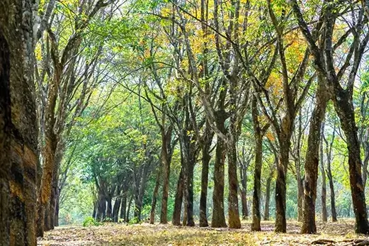 lalanrubber-plantations